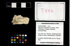 Foto (Objekt + Etikett) von Pithonoton marginatum (von Meyer, 1842)  (NHMW-GEO-2014-0194-0887)